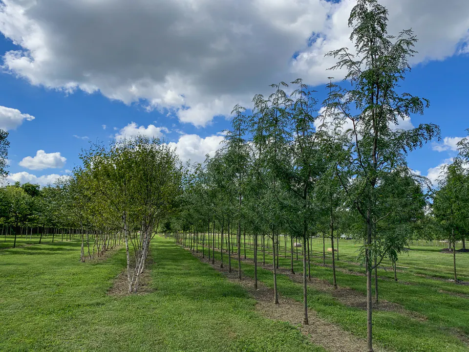 Young specimen trees spaced across a maintained nursery field